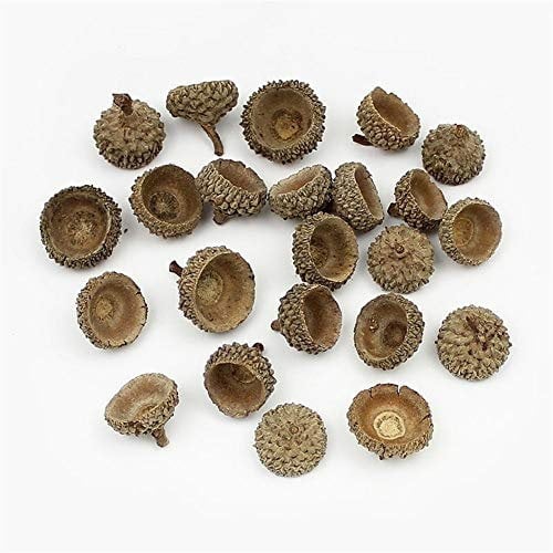 Homeilteds 20 Stück Natürliche Getrocknete Blumen Tannenzapfen Eichel Künstliche Blume for Zu Hause Weihnachten DIY Girlande Kranz Dekoration Floral (Color : Acorn Cap)
