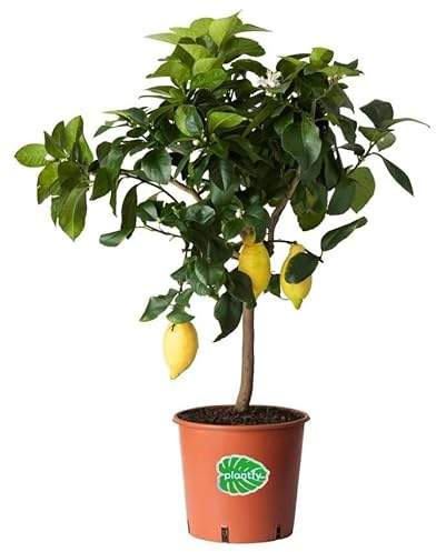 Limonero Lunero Resistente al Frío, Árbol Cítrico con Frutos, Planta en Maceta