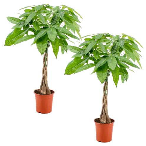 Bloomique - 2er Set - Pachira Aquatica - Glückskastanie - Zimmerpflanzen - Luftreinigend - Pflegeleicht - Höhe 50-60 cm - Topf 17 cm