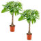 Bloomique - 2er Set - Pachira Aquatica - Glückskastanie - Zimmerpflanzen - Luftreinigend - Pflegeleicht - Höhe 50-60 cm - Topf 17 cm