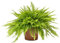 Helecho de Interior y Exterior Planta Natural