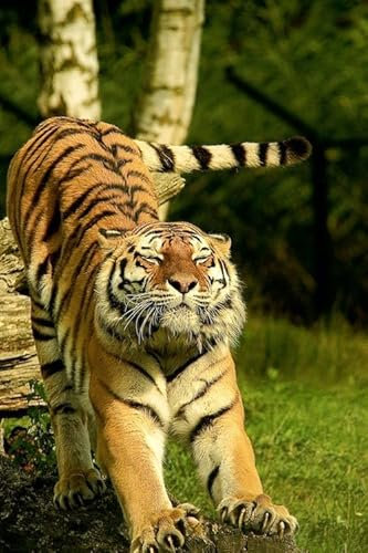 Stretching Tiger – 1500-teiliges Holzpuzzle – Lässiges, unterhaltsames Puzzle für Erwachsene und Jugendliche