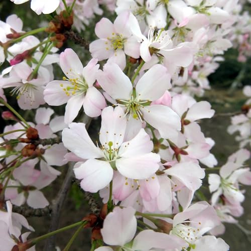 Vivai le Georgiche - Pianta vera di Prunus incisa Kojo-no-mai Ciliegio giapponese, Ciliegio da fiore - vaso Ø 24 cm