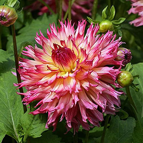Fissaggio 3 Pezzi Dalia Bulbi Per Piantare In Serra Tutto L'anno Tuberi Resistenti Alla Siccità Crescita Eretta Fioritura Splendidi Fiori Con Petali Rosa Fioritura Lunga Facile Esterno Ornamentale
