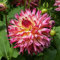 Fissaggio 3 Pezzi Dalia Bulbi Per Piantare In Serra Tutto L'anno Tuberi Resistenti Alla Siccità Crescita Eretta Fioritura Splendidi Fiori Con Petali Rosa Fioritura Lunga Facile Esterno Ornamentale
