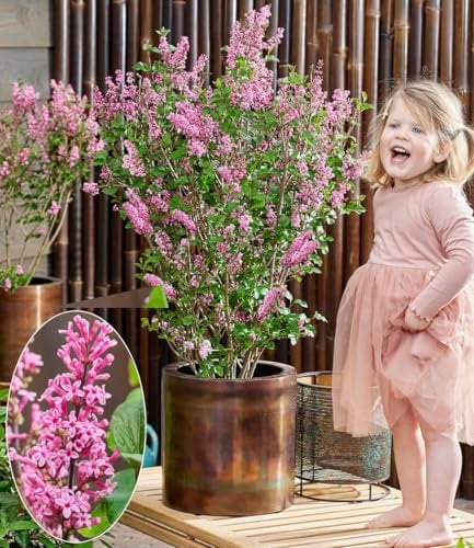 BALDUR Garten Zwerg Flieder 'Little Rosie®',1 Pflanze,mehrjährig - winterhart,pflegeleicht,bienen- und schmetterlingsfreundlich,Neuheit:wird nur ca 125 cm hoch,viele duftende, rosa Blütenrispen