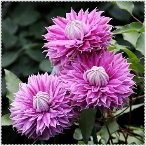 Mehrjährige Kräftige Rhizome- Clematis Rhizome- Winterhart Clematis- Hervorragende gärtnerische Ausstellung-6 Rhizome-S
