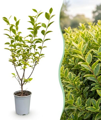 Green boutiQ - 24x Ligustrum ovalifolium Aureum - Buntblättriger Liguster - Heckenpflanzen - Immergrün - Bunt - Topf 9cm - Höhe 35-45cm