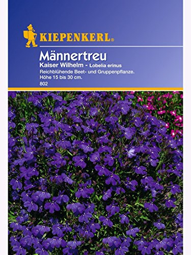 Lobelia Männertreu Kaiser Wilhelm