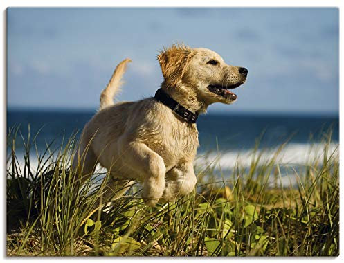 ARTland Wanddeko Leinwand Bilder Wandbild 60x45 cm Hund Tiere Hundebaby Welpe Strand Meer Süß T5VG