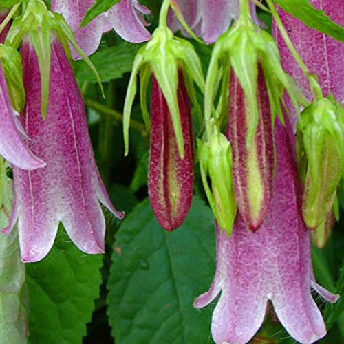 6 x Campanula 'Elizabeth' - Großblütige Glockenblume Elizabeth Topf 9x9cm