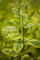 Ligustrum ovalifolium 'Aureum' 125 cm - Goldliguster, gelb-grüne Blätter, ideal für Hecken, winterhart, schnittverträglich, pflegeleicht