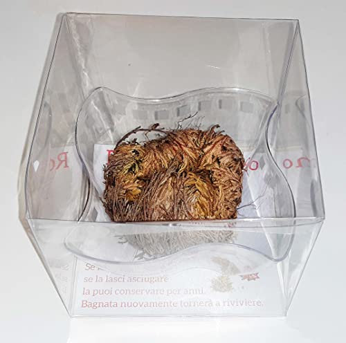 1 große Jericho Rose (6/9 cm) in Geschenkbox - mit Untertasse aus PVC Selaginella lepidophylla Jerico Gericho - Versand in stabilem Karton