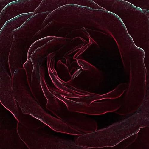 Velvet Rose & Oud Fragrance Oil for Candle Making, Wax Melts, Diffusers, Soap Making and Bath Bombs (100ml)