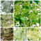 semi di ciliegio ornamentale - ciliegio ornamentale - fiori, piante piante a precoce, semi biologici di prato fiorito perenni, aiuole rialzate per giardino fiori perenni 55pcs