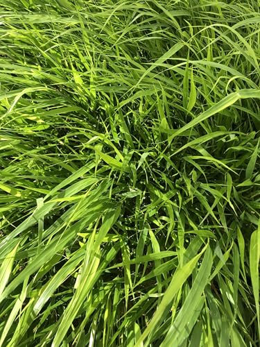 6 x Hakonechloa Macra - herbe de montagne japonaise en pot 9x9 cm