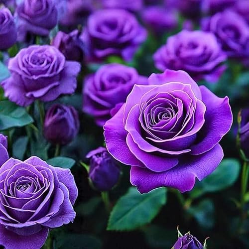 Rosa perenne rara – Tallo de rosa – Arbusto perenne – Resistente y fácil de cultivar – Hermosa decoración para el jardín-1 root-C
