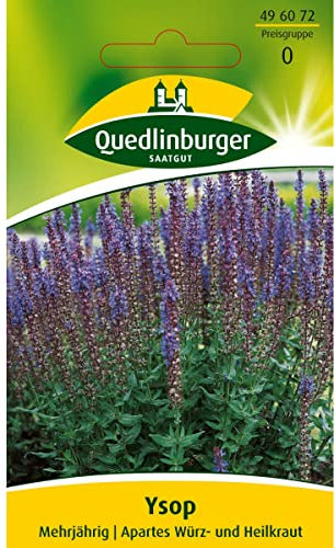 Quedlinburger Saatgut Ysop Samen