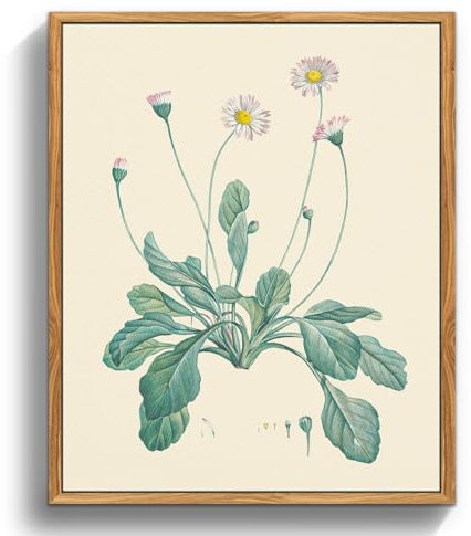 MHARTK66 Vintage Botanisch Leinwand Bilder mit Rahmen Holz, 20x25 cm Klein Wandbilder Wohnzimmer Gänseblümchen Flowering Plants Bild Aesthetic, Wanddeko Schlafzimmer Badezimmer Büro Zimmer
