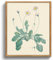 MHARTK66 Vintage Botanisch Leinwand Bilder mit Rahmen Holz, 20x25 cm Klein Wandbilder Wohnzimmer Gänseblümchen Flowering Plants Bild Aesthetic, Wanddeko Schlafzimmer Badezimmer Büro Zimmer