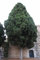 30 semi-italienische Zypressen, Cupressus sempervirens, semi di albero (Schnell, immergrün): Samen