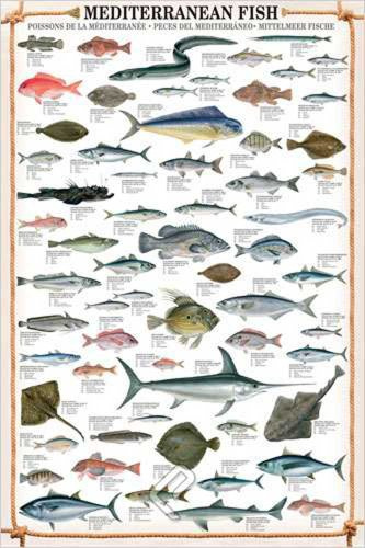 empireposter Educational - Bildung - Poster - Mediterranean Fish + Ü-Poster