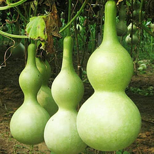 Saterkali Semi di cucurbitacee giganti, 10 pezzi/borsa Semi di cucurbitacee giganti commestibili annuali naturali bottiglia zucca piantine di zucca per giardino Cucurbita