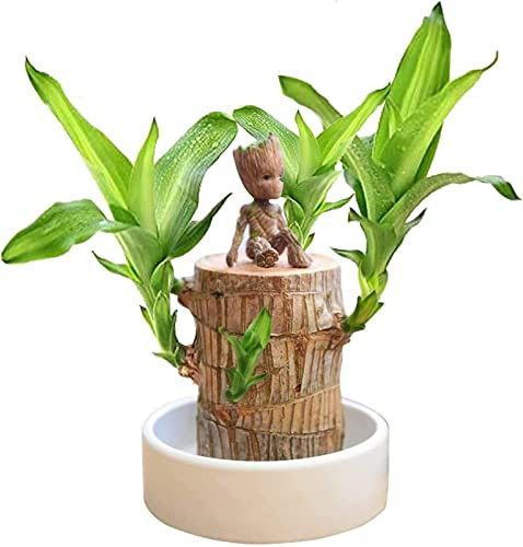 Lucky Bamboo Pflanzen Indoor - K?nstlicher Baumstumpf - Holzstumpf - Mini Brasilien Gl?cksholz - Magisches Sprossen Gl?cksbambusholz - Brasilianisches Gl?cksholz Pflanze (Brasilianisches Holz +