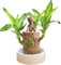 Lucky Bamboo Pflanzen Indoor - K?nstlicher Baumstumpf - Holzstumpf - Mini Brasilien Gl?cksholz - Magisches Sprossen Gl?cksbambusholz - Brasilianisches Gl?cksholz Pflanze (Brasilianisches Holz +