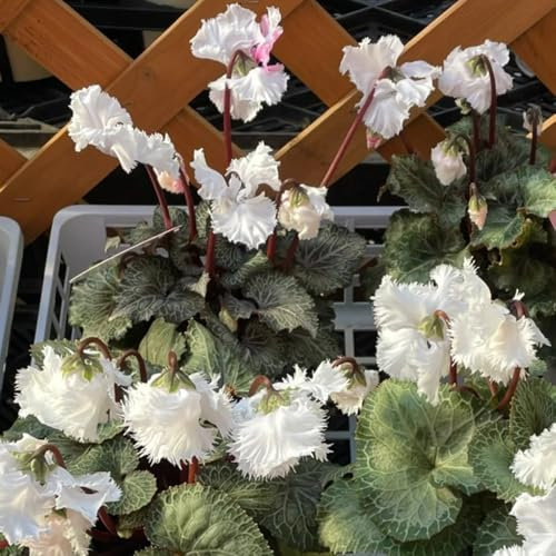 semi di ciclamino pianta da appartamento semi di fiori perenni resistenti semi di ciclamino ciclamino semi di fiori selvatici, semi di fiori da balcone semi di prato, piante per luoghi 350pcs