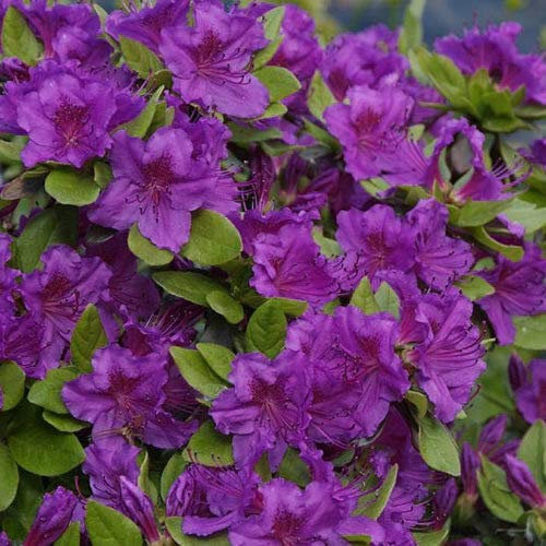 Portal Cool 1 X Azalea 'Geisha Viola' Giapponese arbusto sempreverde Hardy pianta in Vaso