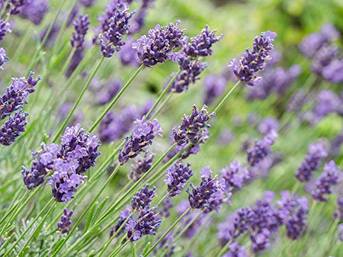 Graines lavande officinale - Très parfumé- 1 sachet de 0,5 gramme (environ 450 graines) - Entreprise Française - Graines de style