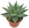 Fangblatt - Haworthia 'Savanna' - silber-graue Sukkulente - sehr pflegeleichte Zimmerpflanze