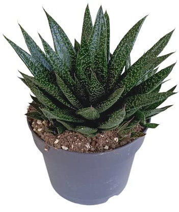 Succulent | Gasteria 'd Due | 1 pièce | Ø 17 cm | 30-40 cm | Plante d'intérieur facile à entretenir