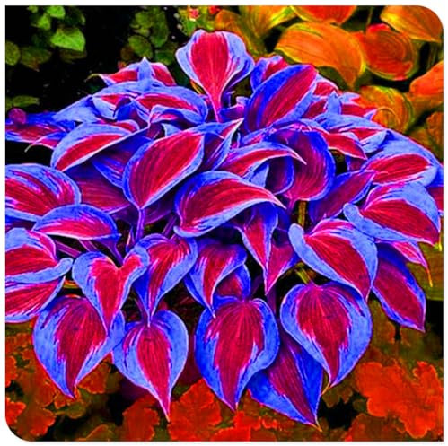 Funkienzwiebeln – winterharte Stauden, ideal für Gärten, Balkone und schattige Bereiche-4zwiebeln-A