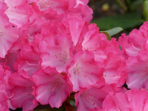 Rhododendron yakushimanum Fantastica - Ball-Rhododendron Fantastica - 30-40