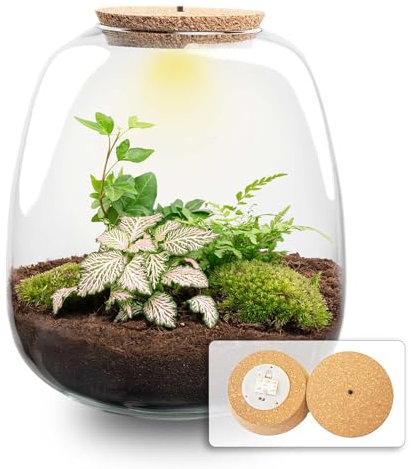 urbanjngl.com - Pflanzenterrarium - Emma - DIY kit - ↑ 25 cm Fittonia Pink Tiger/Yes - Do-It-Yourself Paket - DIY-Set - Pflanze im Glas - Komplettset Terrarium Fittonia Pink Tiger/Yes