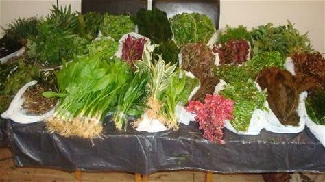25 Aquarium Plants Live Weighted Aquatic Tropical Freshwater Coldwater for Fish Tank, Decorative Plants Bundle Weights (5 Bunches of 5 Plants) Mixed Pack aquaruim Live Plant Multi Real