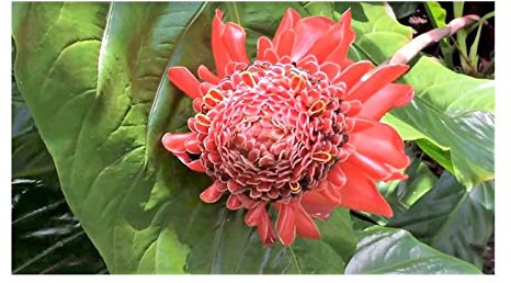 Stk - 10x Etlingera elatior Red Staude Ingwer Strauch Pflanze - Samen B1439 - Seeds & Plants Shop by Ipsa