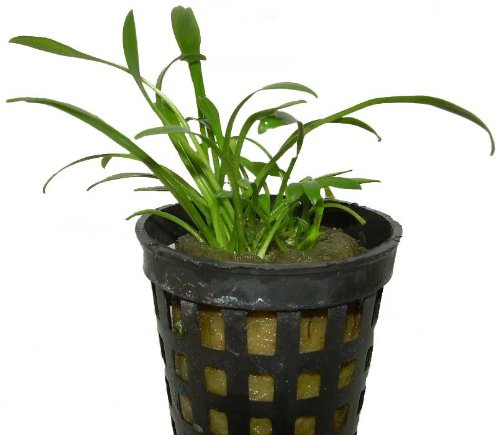 10 Töpfe Cryptocoryne parva, Wasserpflanzen, Aquarienpflanzen