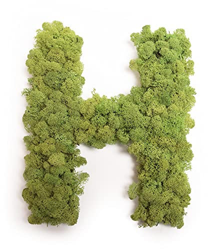 Moosbuchstabe Islandmoos ABC Buchstaben mit Moos (H, 30 cm)