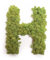 Moosbuchstabe Islandmoos ABC Buchstaben mit Moos (H, 30 cm)