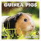 RED EMBER Meerschweinchen Wandkalender 2025, 12 Monate, 30,5 x 61 cm offen, dickes und stabiles Papier, Geschenk, Kalender 2025