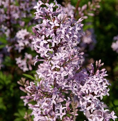 Afghanischer Flieder 20-30cm - Syringa afghanica - lebende Gartenpflanze aus den Baumschulen