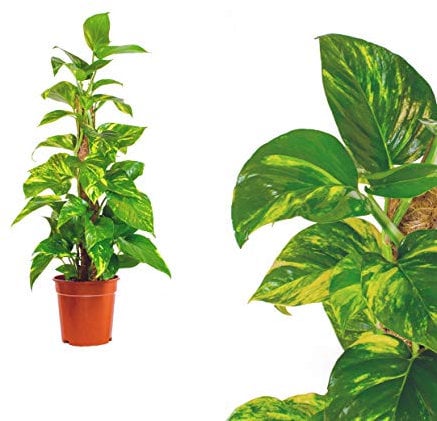 Epipremnum aureum Moosstab 60cm Efeutute Zimmerpflanze Büropflanze Goldranke