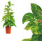 Epipremnum aureum Moosstab 60cm Efeutute Zimmerpflanze Büropflanze Goldranke