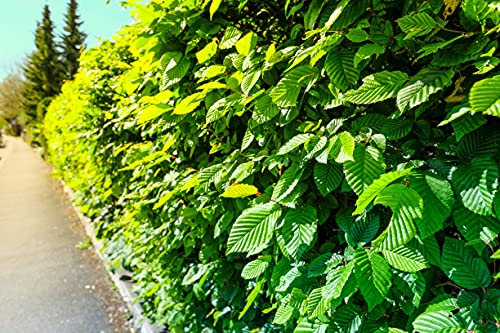 50st. Hainbuche 120-150cm Heckenpflanzen Carpinus betulus Hecke Weißbuche Gartenhecke Hainbuchen Wurzelware
