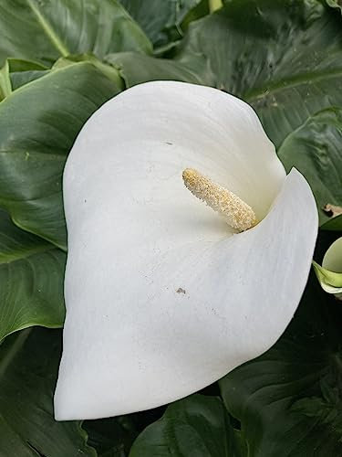 3 x White Arum Lily Tubers (Zantedeschia aethioica) Free UK Postage