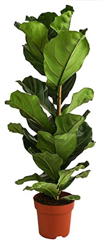 Dehner Geigenfeige, Ficus lyrata, imposantes Blattwerk, 80-90 cm, Ø Topf 21 cm, Zimmerpflanze