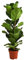 Dehner Geigenfeige, Ficus lyrata, imposantes Blattwerk, 80-90 cm, Ø Topf 21 cm, Zimmerpflanze